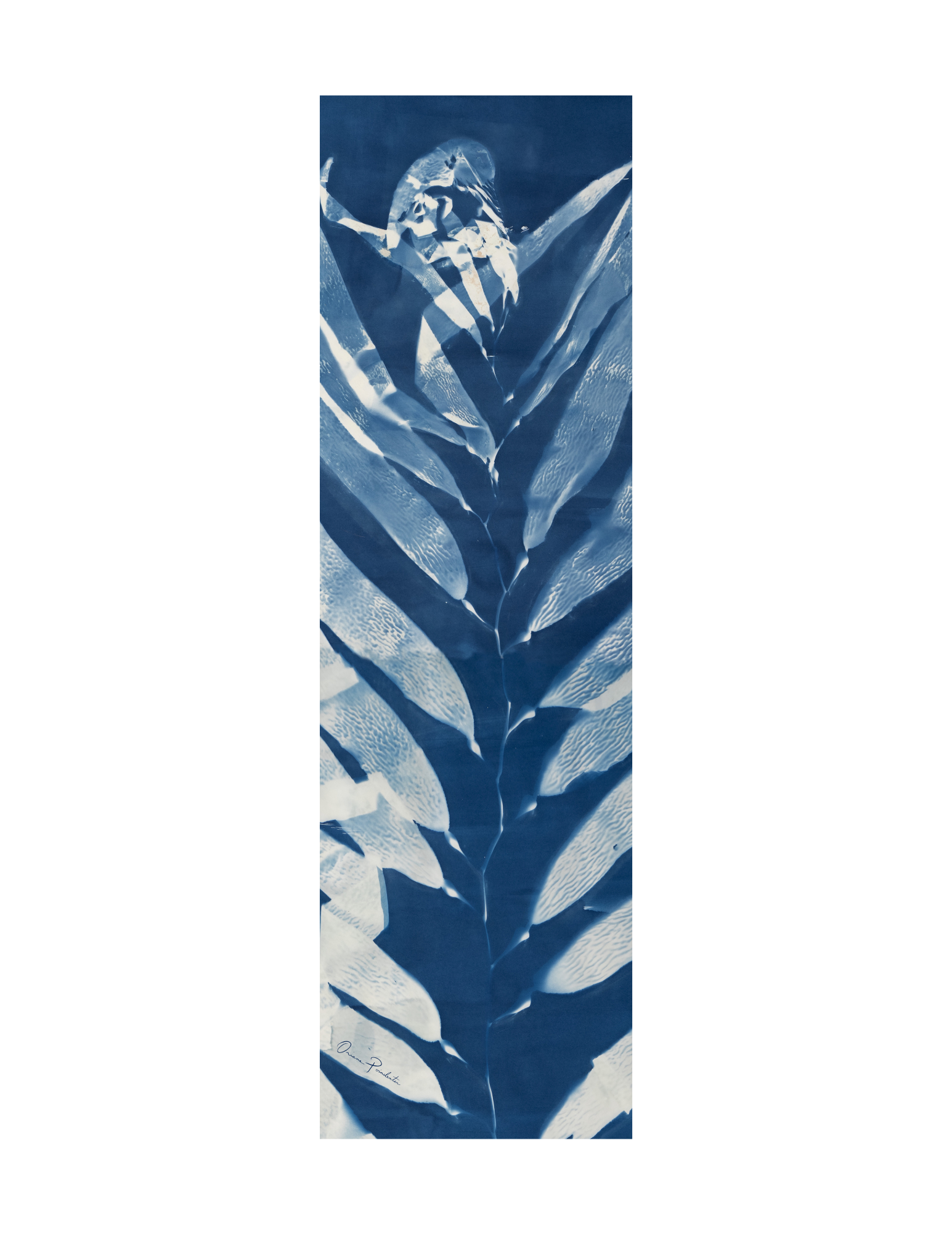 Algal Cyanotype Greeting Card Set — Oriana Poindexter Algal Cyanotype Greeting Card Set — Oriana Poindexter